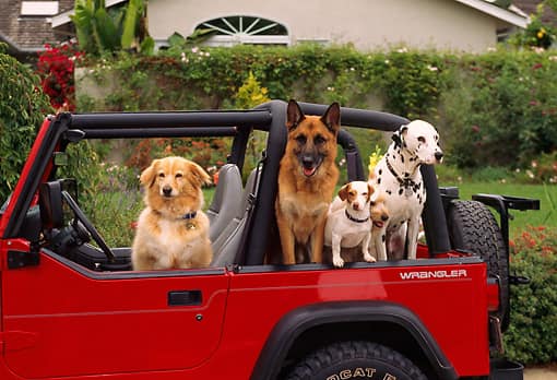 JEEP-DOGS
